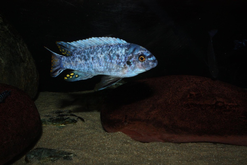 Labeotropheus fuelleborni 'Ikwasi'